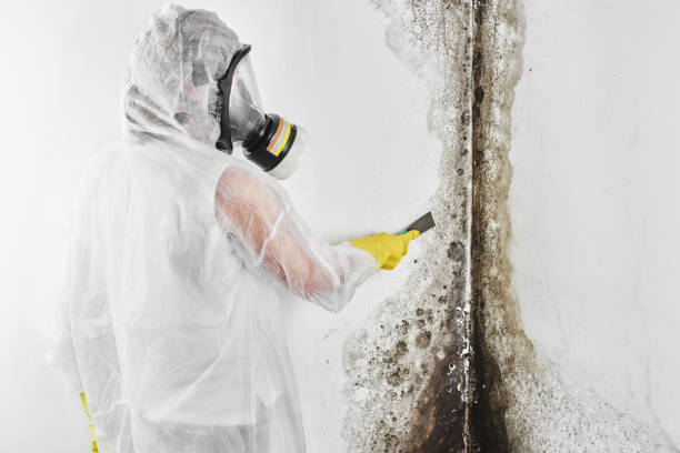 Best Commercial Mold Removal  in Parkers Prairie, MN