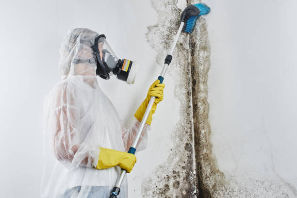 Best Mold Cleaning Services  in Parkers Prairie, MN