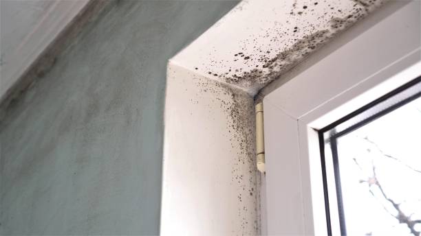 Best Same-Day Mold Removal  in Parkers Prairie, MN