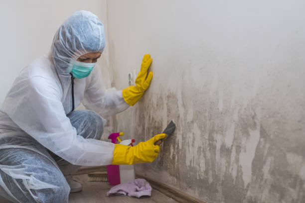 Best Fast Mold Removal  in Parkers Prairie, MN