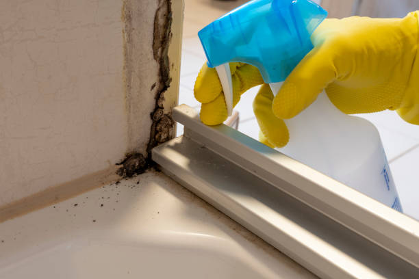  Parkers Prairie, MN Mold Removal Pros