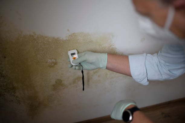 Professional Mold Removal in Parkers Prairie, MN