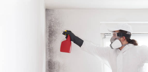 Home Mold Removal in Parkers Prairie, MN
