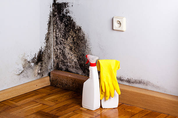 Best Same-Day Mold Removal  in Parkers Prairie, MN