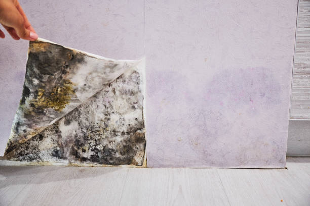 Best Affordable Mold Removal  in Parkers Prairie, MN